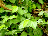 betel vine