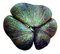 coco-de-mer seed