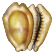 money cowry